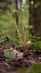 Young spring fern leaves in the forest