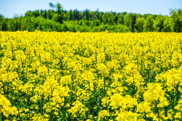 Fototapeta premium The bright yellow rapeseed field and the clear blue sky in the spring. Rapeseed harvesting.