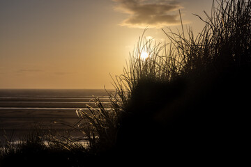 Marram grass on a sand dune at the coast, silhouetted at sunset