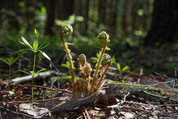 The sun falls on the young spring fern leaves in the forest