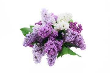 Fresh Lilac Bouquet on White Background