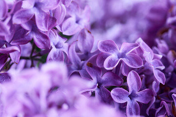 Close-up of Purple Lilac Blossoms