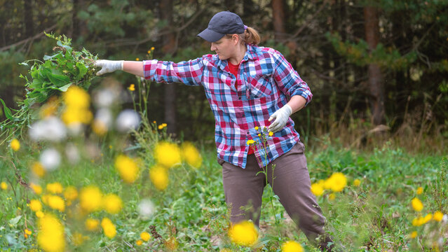 A female farmer pulls out and throws weeds from the site. Summer woman in the garden pulling out weeds. Agricultural work, intensive work in the field, woman farmer working.