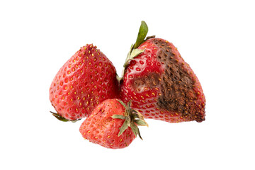 Spoiled rotten strawberry berries with mold closeup isolated on white background.