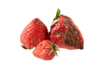 Spoiled rotten strawberry berries with mold closeup isolated on white background.
