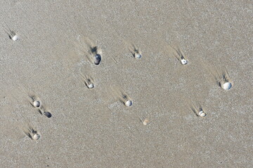 shells in the sand