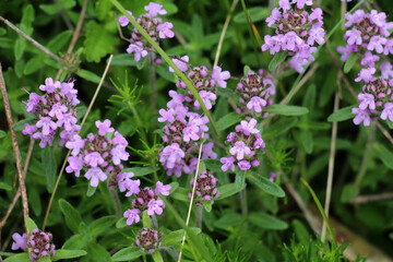 Thyme (Thymus serpyllum) blooms in nature