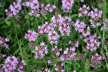 Thyme (Thymus serpyllum) blooms in nature
