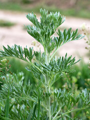 Bitter wormwood (Artemisia absinthium) bush grows in nature