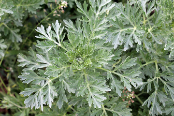 Bitter wormwood (Artemisia absinthium) bush grows in nature