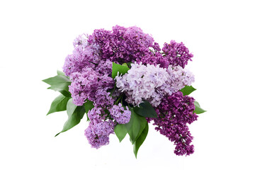 Fresh Lilac Bouquet on White Background