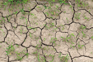 Cracked ground due to heat