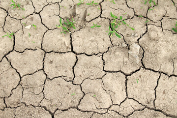 Cracked ground due to heat