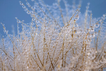 Dewdrops on Dandelion Seeds against a blue background