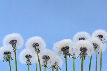 Dandelion Puffballs Against Blue Sky