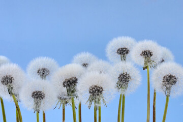 Dandelion Puffs Against Blue Sky