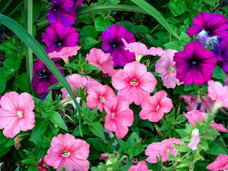 Beautiful floral background with petunia. Pink and lilac petunia flowers against a background of dense green foliage. Close-up.
