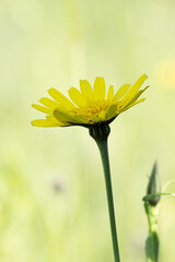 Blüte desWwiesen-Bocksbart (Tragopogon pratensis)