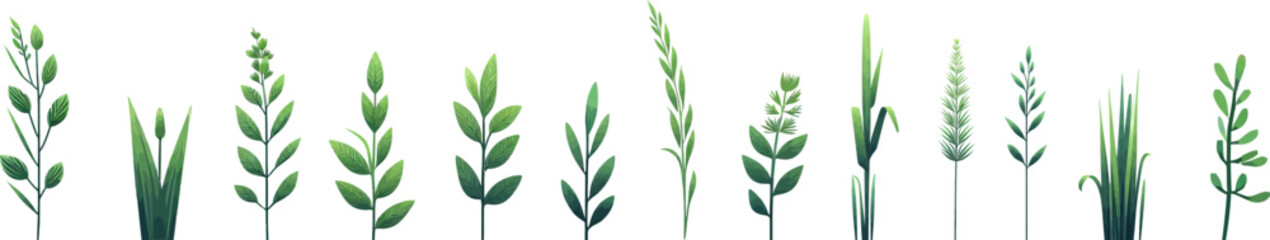 Fototapeta premium Green grass .Plant with leaves and flowers .Bunch of spring grass. Realistic meadow . Field icon . Spring botanical elements . Tufts of gardens plants .Lawn grass. Spikelet