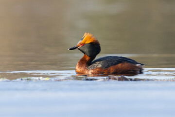 A horned grebe (Podiceps auritus), also known as slavonian grebe