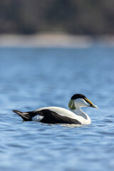 Fototapeta premium A male eider in Finland