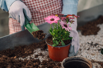 Close up of botanist hands transferring blooming flowers in new pots