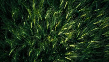 Barley, as seen from on top 