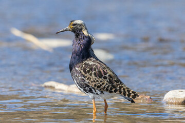 A male ruff in Finland