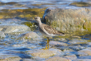 A wood sandpiper (Tringa glareola)