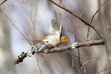 A robin (Erithacus rubecula)