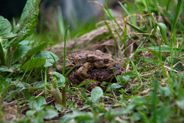 Two toads while mating in a natural habitat
