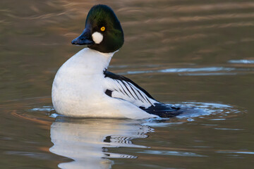 A common goldeneye in Finland