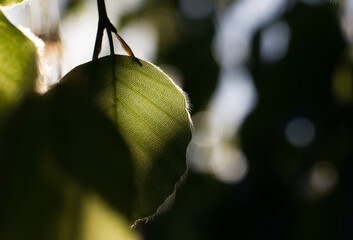Makro faktura liści w silnym słonecznym świetle