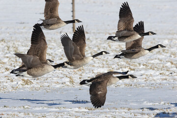 Canada Geese in Finland