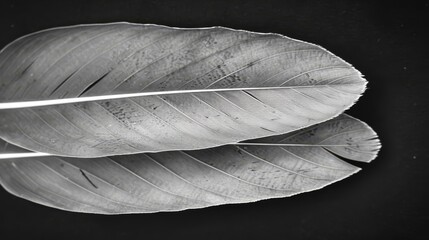  A monochrome image of a single leaf, featuring two distinct thin lines - one running along each side