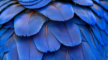  A detailed view of a blue bird's wings exhibiting a red stripe down their length