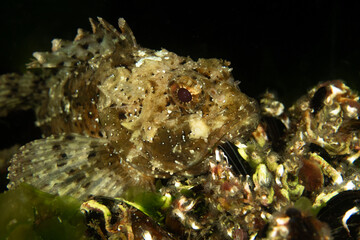 Scorpaenidae - Scorpaena porcus, scorpionfish in its natural habitat
