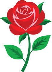 Red roses isolated on white background