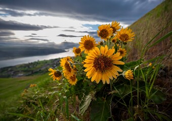Balsamroot Arnica sunflowers blooming on hills in Washington state in srping time. USA