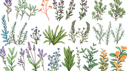 Set of hand drawn Italian Provencal and Greek herbs