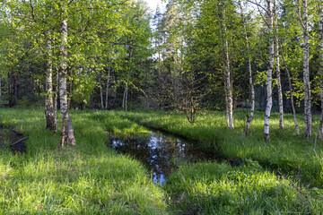 Spring landscape, birch trees and a puddle in the grass in the foreground, bright greenery.