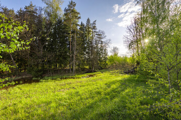 Peace of mind with nature. Spring evening landscape in backlight. , calm soft sunlight on young...