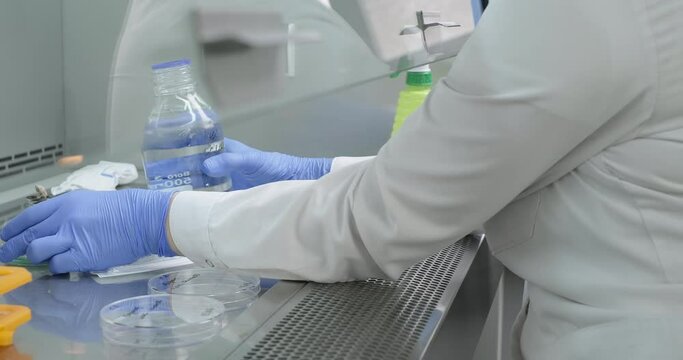 Female scientist or chemist works in a laboratory sterile laminar flow hood, sterilizes glass bottle with fire. Medical research laboratory