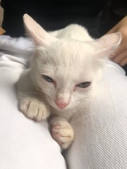 cat, animal, kitten, pet, white, domestic, feline, fur, mammal, baby, pets, cute, kitty, isolated, adorable, young, portrait, fluffy, eyes, furry, animals, beautiful, small, cats, funny