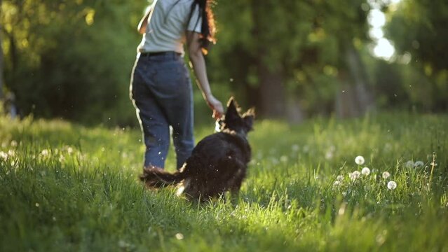border collie dog sitting walking on a grassy field in a park with a woman seen from the back in slow motion