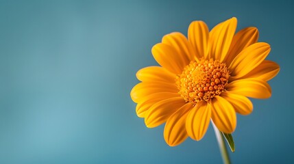 Obraz premium Yellow Flower on Blue Background Close-Up Botanical Photography