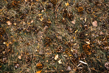 autumn leaves on the ground