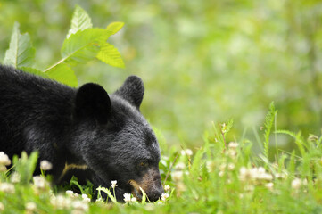 A Close-Up Of A Black Bear  (Ursus Americanus)