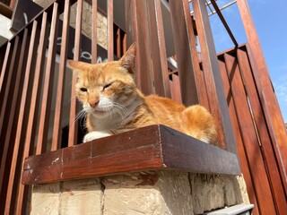gato © Karolina