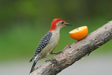 Red Bellied Woodpecker eating orange slices and then flying away